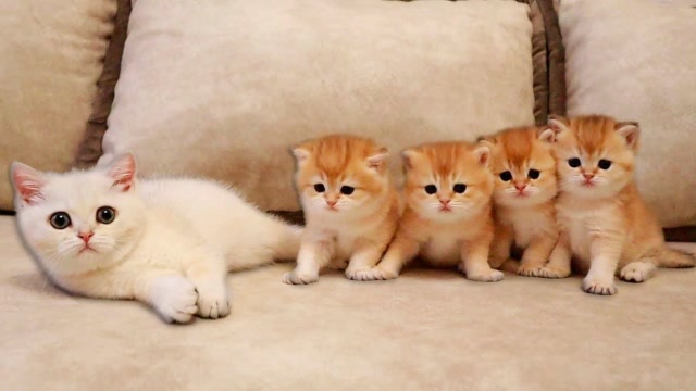 可爱小动物:萌萌小猫咪在一起玩耍