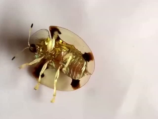 山中淘宝,竟偶然发现了一只黄金虫,看这样子应该是个稀有物种吧!