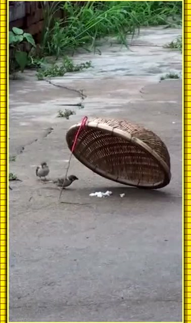 农村童年,最喜欢的抓鸟方式,城里人没玩过