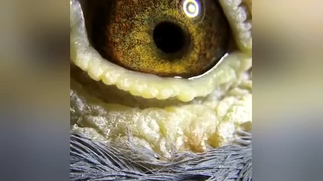 鸽眼欣赏,典型的米歇尔贝克杨阿腾古铜眼砂