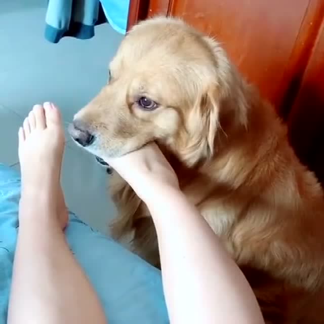 狗子不嫌弃主人,直接咬住主人的脚丫子,这是想干什么