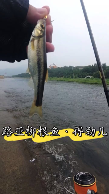 路亚柳根鱼得劲儿