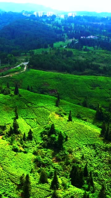 利川红茶之大兴茶叶茶园风光