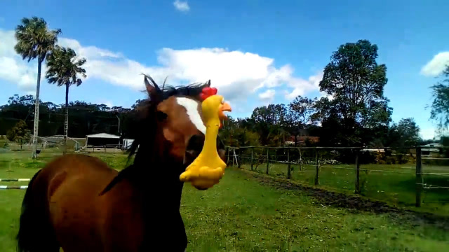 马儿得到一个玩具鸡,用法让人"措手不及",这声音带劲!