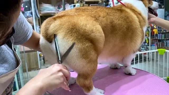 宠物店师傅给柯基的屁股剪毛发,完成后效果惊人,这样的屁屁会不会太
