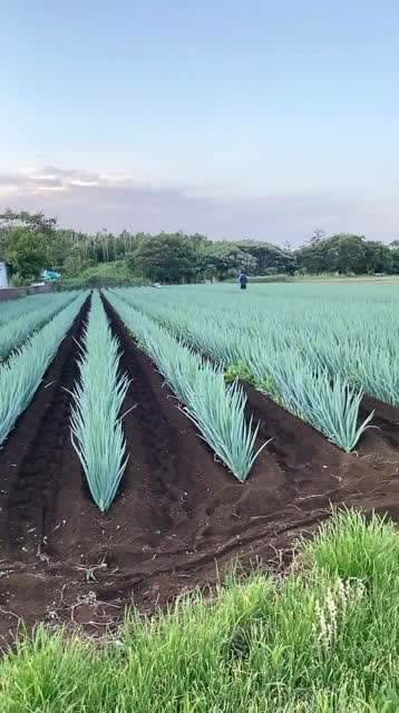 日本的蔬菜种植园,这大葱是参加过阅兵吧,咋这么整齐!