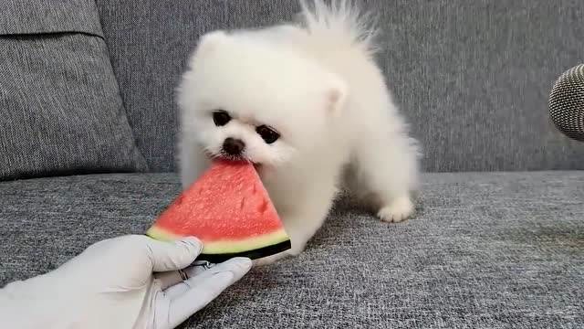 夏天到啦,来看小博美的吃瓜直播吧,看得我也想吃西瓜了!