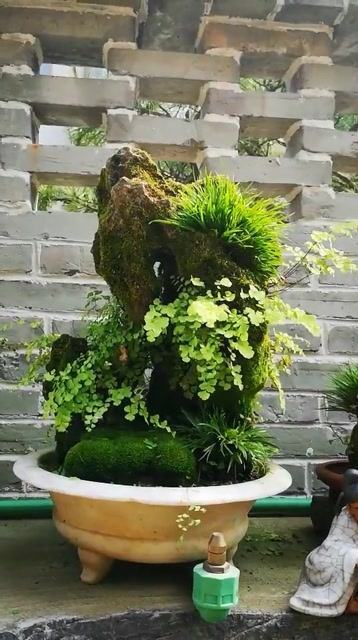 点缀青苔铁线蕨制作的盆景.