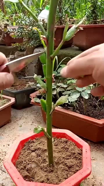 嫁接多层了蟹爪兰技术,成活率极高,你看懂了吗?