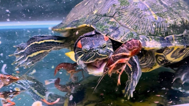 巴西龟遇上20只小龙虾,直接一口一个,小龙虾分分钟被"消灭"