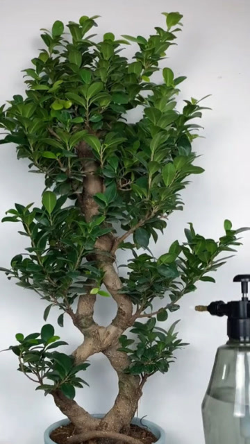 金钱榕寓意荣华富贵,财源滚滚