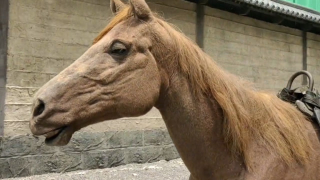 剧组用的假马能这么逼真了,说实话我还真有点不敢相信!