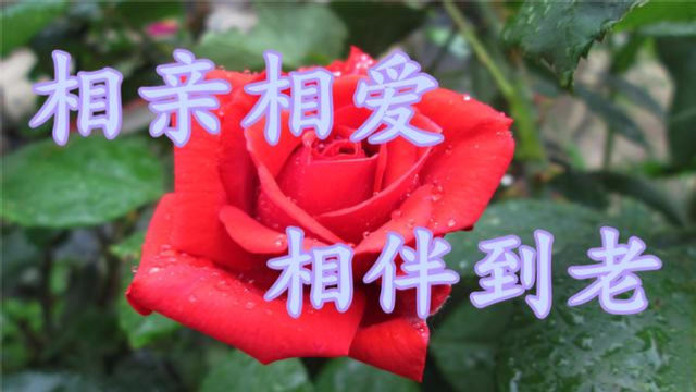 一首相伴到老送给我爱的人愿所有夫妻相亲相爱相伴到老