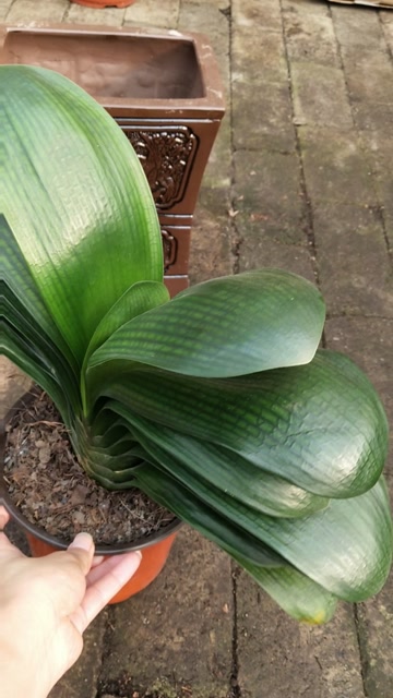 君子兰和尚头圆头短叶