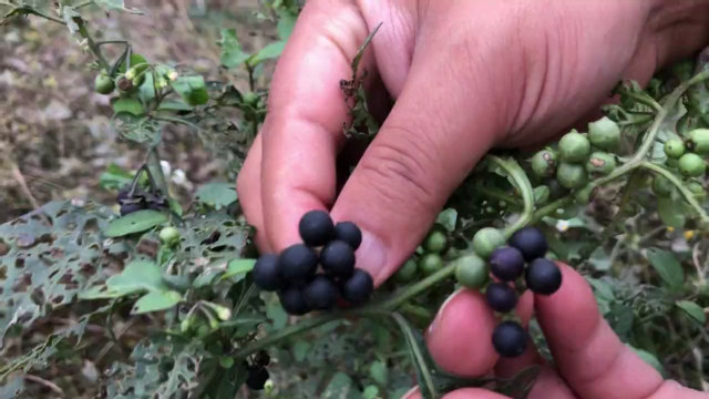 农村这种野果黑豆豆特别好吃,你吃过吗?没吃过的朋友来了解下