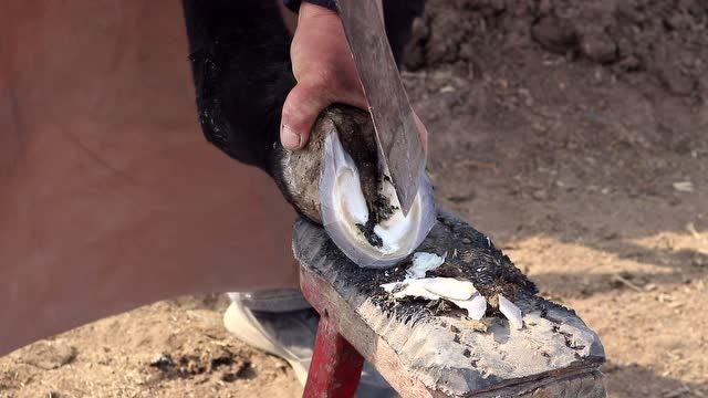 高个子驴蹄子长的跟大头皮鞋一样,走路不好使,修蹄师傅给它修修