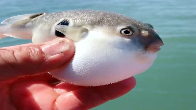 牛人竟然用河豚擦鞋,这操作一般人没见过,比鞋刷子好用多了!