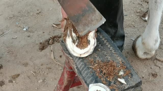 大犟驴修蹄,全程"僵住"了,修理驴蹄一动不动