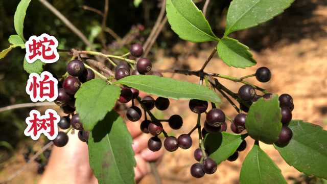 蛇怕树见过吗,作用强大能帮助很多人,很多人都不认识它