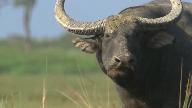 亚洲野水牛长着牛客动物中,最长的角而且体型十分重
