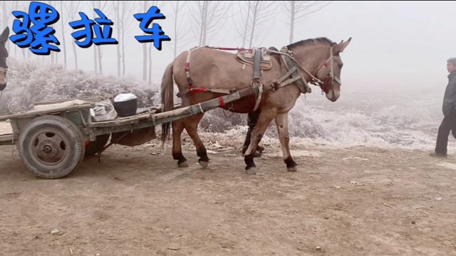 充满年代感的骡子车,如今几乎看不到了,今天就带大家一起去看看