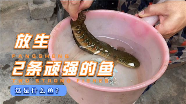 去年岳父送2条天星鱼,从不喂东西竟活到现在,今天把它们放生了