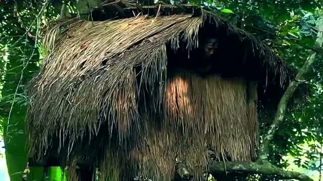 生活在树上的克木人,结婚以后不用做事,到了繁衍后代时他们有办法!