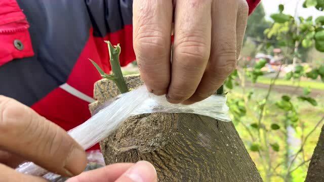 春天来了,把田埂边的柚子树嫁接个新品种,据说现在嫁接存活率高