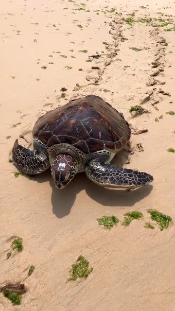 去年放生的小海龟的妈妈