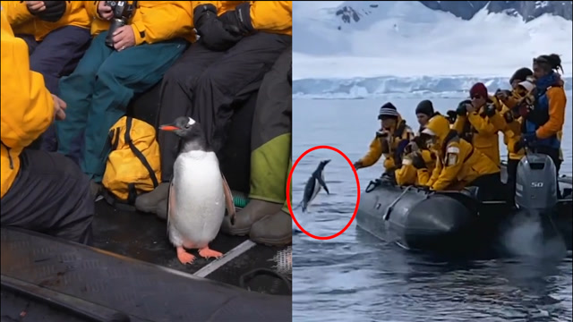 企鹅遭虎鲸捕杀求生欲爆棚危急关头腾空一跃跳上游船引人群欢呼