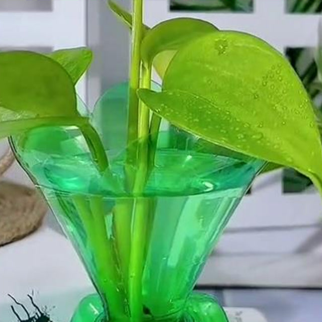 以后喝完的饮料瓶不要扔了,做个简单又好看的花盆,大家赶紧学起来吧!
