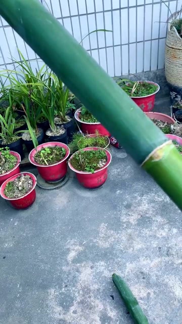 鲜竹水,老一辈人经常烤煮水喝,你可知道它的价值?