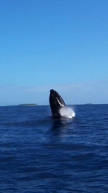 深海座头鲸瞬间跃出水面,场面十分壮观,遇见的幸运一生!