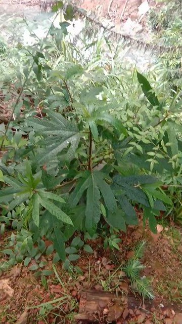 野生五指毛桃