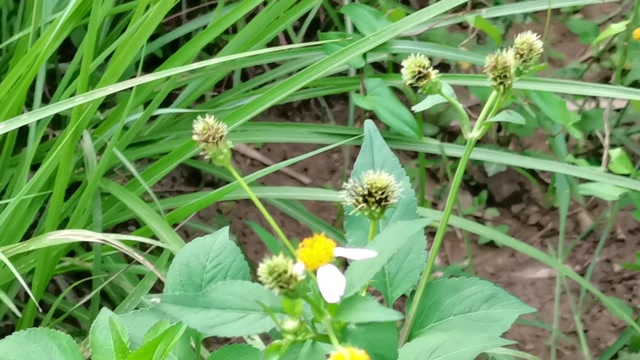 这种开花植物长得很漂亮,它叫粘人草,一种野生中草药,认识一下吧