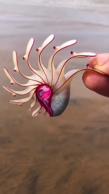 海边赶海抓海鲜,发现一只爱情玫瑰螺,还有许多奇怪的海洋小生物