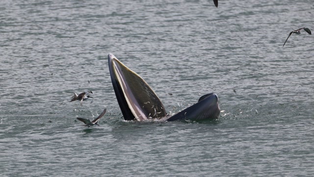 "来了就是深圳鲸" 时隔16年布氏鲸再现大鹏海域