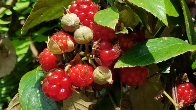 这种植物挂果很漂亮,它叫蛇泡筋!一种野生中草药材,认识一下吧