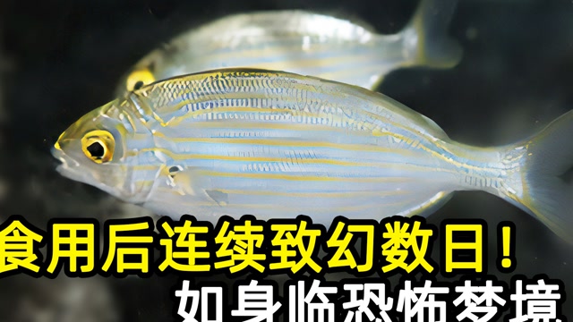 知识π计划-知识抢先知# 法国男子误食致幻鱼,接连产生恐怖幻觉,这种