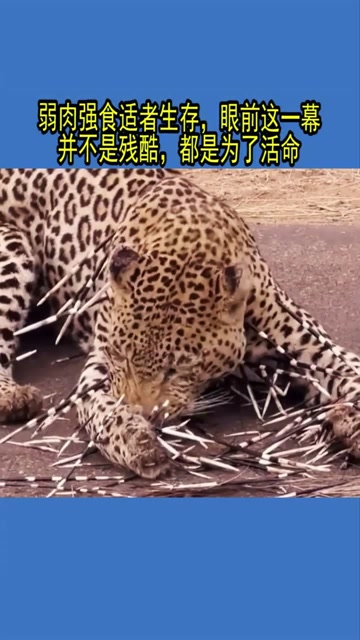 弱肉强食适者生存,眼前这一幕并不是残酷,都是为了活命