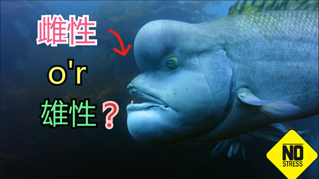 隆头鱼变性,安能辨我是雌雄?