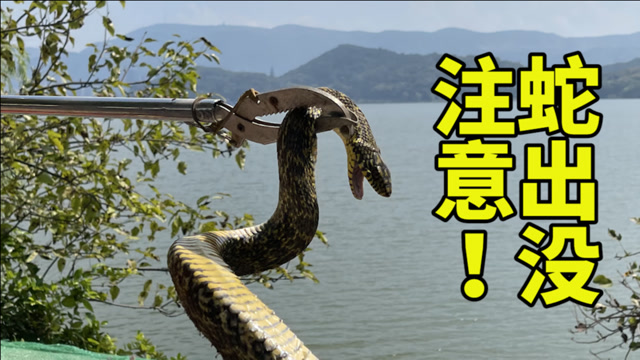 蛇出没!大蛇钻进电瓶车 消防员揪出放生