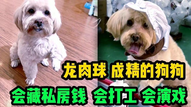 全网最聪明的狗狗龙肉球会藏私房钱会关灯网友这不成精了吗
