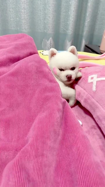 博美闹闹在被窝里,瞧它的模样真可爱,好想把它抱走