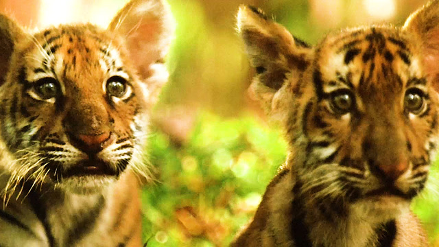 虎兄虎弟(第2集)