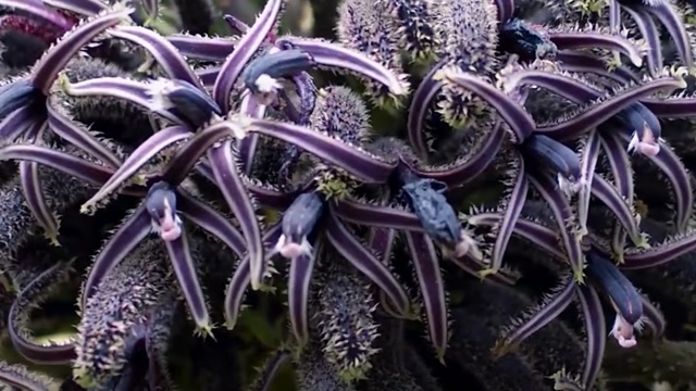 强大到需要出动直升机的植物,那些奇奇怪怪的植物(第五集)