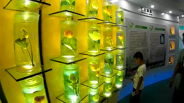 荷花博物馆里收藏的数十种荷花标本
