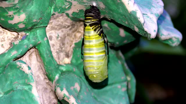 【重口注意】帝王蝶的蛹化