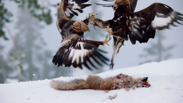 两只金雕为争夺食物大打出手 来自空中猛禽的精彩博斗