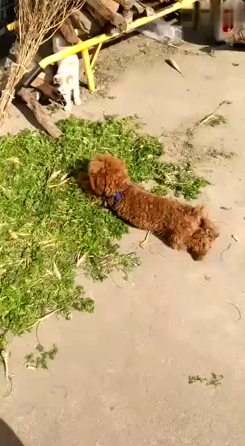 泰迪狗:你来打我呀打我呀打我呀!